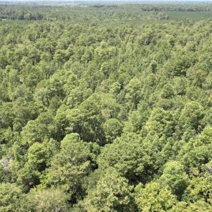 Photo #33 of Off of Ward Town Road S., Whiteville, NC 70.4 acres