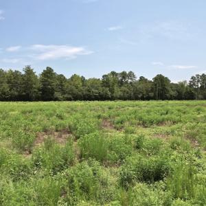 Photo #40 of Off of Ward Town Road S., Whiteville, NC 70.4 acres