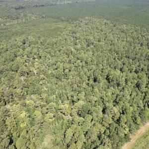 Photo #7 of Off of Ward Town Road S., Whiteville, NC 70.4 acres