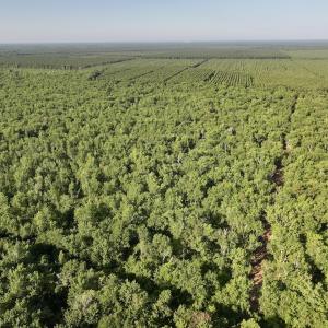 Photo #10 of Off Guinea Mill Rd, Ernul, NC 461.4 acres