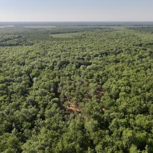 Photo #12 of Off Guinea Mill Rd, Ernul, NC 461.4 acres
