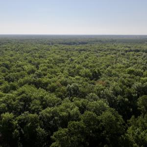 Photo #13 of Off Guinea Mill Rd, Ernul, NC 461.4 acres
