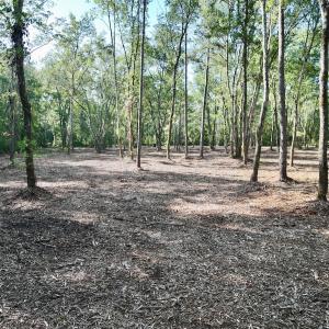 Photo #18 of Off Guinea Mill Rd, Ernul, NC 461.4 acres