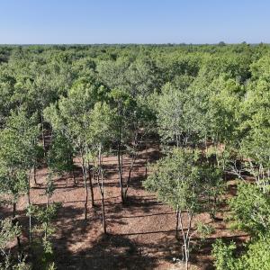 Photo #19 of Off Guinea Mill Rd, Ernul, NC 461.4 acres