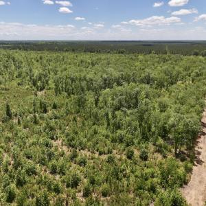 Photo #2 of Off Guinea Mill Rd, Ernul, NC 461.4 acres