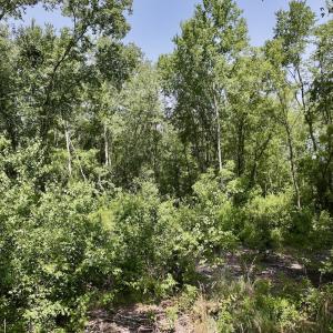 Photo #23 of Off Guinea Mill Rd, Ernul, NC 461.4 acres