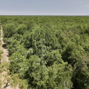 Photo #24 of Off Guinea Mill Rd, Ernul, NC 461.4 acres