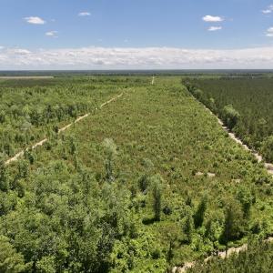 Photo #29 of Off Guinea Mill Rd, Ernul, NC 461.4 acres