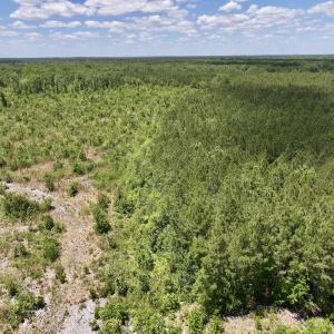 Photo #37 of Off Guinea Mill Rd, Ernul, NC 461.4 acres