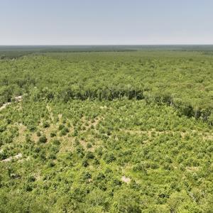 Photo #5 of Off Guinea Mill Rd, Ernul, NC 461.4 acres