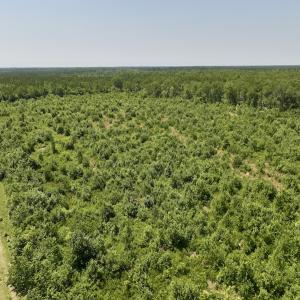 Photo #6 of Off Guinea Mill Rd, Ernul, NC 461.4 acres