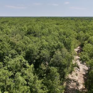 Photo #7 of Off Guinea Mill Rd, Ernul, NC 461.4 acres