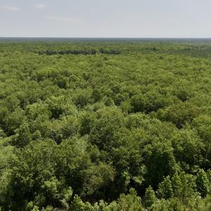 Photo #8 of Off Guinea Mill Rd, Ernul, NC 461.4 acres