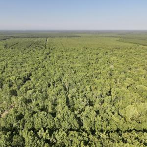 Photo #9 of Off Guinea Mill Rd, Ernul, NC 461.4 acres