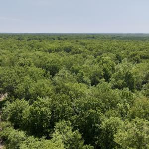 Photo #41 of Off Guinea Mill Rd, Ernul, NC 461.4 acres