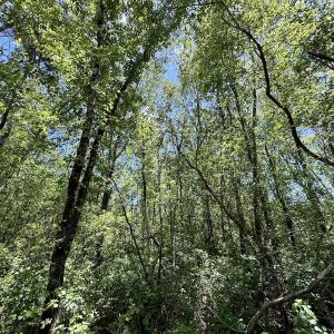 Photo #42 of Off Guinea Mill Rd, Ernul, NC 461.4 acres