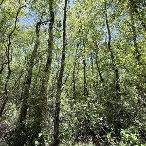 Photo #43 of Off Guinea Mill Rd, Ernul, NC 461.4 acres
