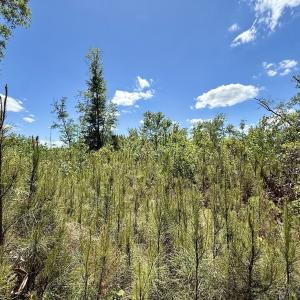 Photo #44 of Off Guinea Mill Rd, Ernul, NC 461.4 acres