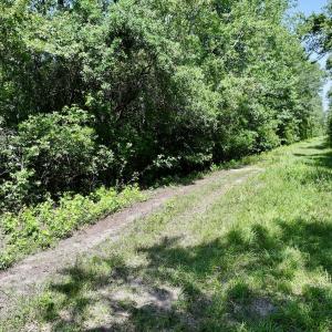 Photo #45 of Off Guinea Mill Rd, Ernul, NC 461.4 acres