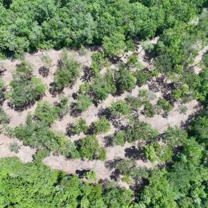 Photo #47 of Off Guinea Mill Rd, Ernul, NC 461.4 acres