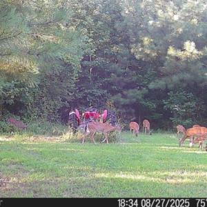Photo #10 of Off of Reed Rd, South Hill, VA 59.6 acres