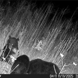 Photo #14 of Off of Reed Rd, South Hill, VA 59.6 acres