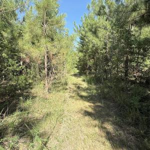 Photo #15 of Off of Reed Rd, South Hill, VA 59.6 acres