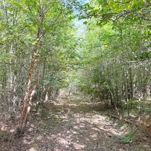 Photo #16 of Off of Reed Rd, South Hill, VA 59.6 acres