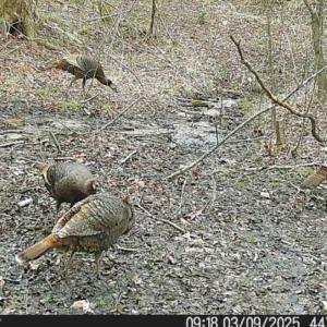 Photo #18 of Off of Reed Rd, South Hill, VA 59.6 acres