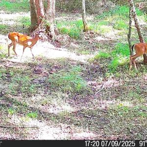 Photo #19 of Off of Reed Rd, South Hill, VA 59.6 acres