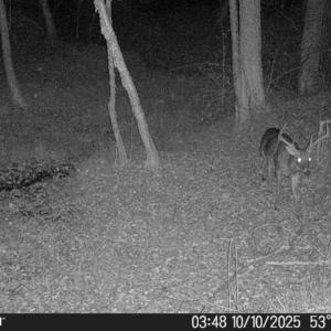 Photo #20 of Off of Reed Rd, South Hill, VA 59.6 acres