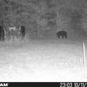 Photo #9 of Off of Reed Rd, South Hill, VA 59.6 acres