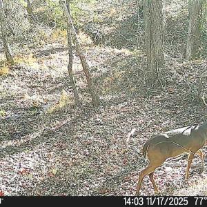 Photo #21 of Off of Reed Rd, South Hill, VA 59.6 acres