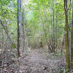Photo #22 of Off of Reed Rd, South Hill, VA 59.6 acres