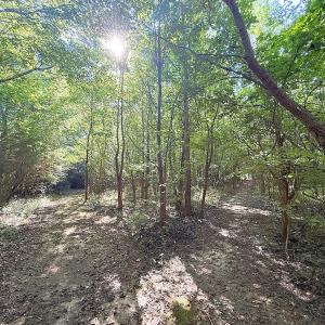 Photo #23 of Off of Reed Rd, South Hill, VA 59.6 acres