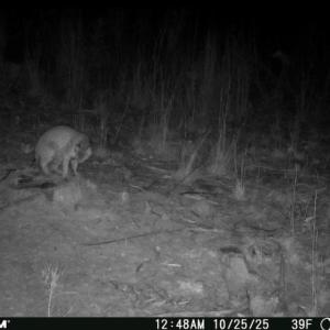 Photo #26 of Off of Reed Rd, South Hill, VA 59.6 acres