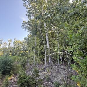 Photo #27 of Off of Reed Rd, South Hill, VA 59.6 acres