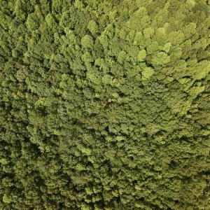Photo #14 of Lot 2 Mobley Rd, Lucama, NC 12.8 acres