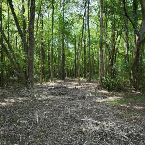 Photo #15 of Lot 2 Mobley Rd, Lucama, NC 12.8 acres