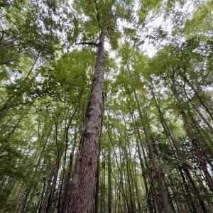 Photo #16 of Lot 2 Mobley Rd, Lucama, NC 12.8 acres