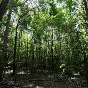 Photo #17 of Lot 2 Mobley Rd, Lucama, NC 12.8 acres