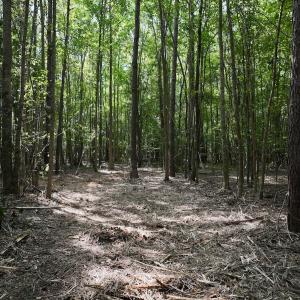 Photo #5 of Lot 2 Mobley Rd, Lucama, NC 12.8 acres