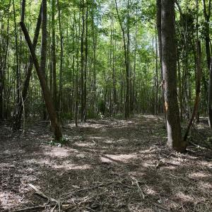 Photo #6 of Lot 2 Mobley Rd, Lucama, NC 12.8 acres