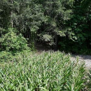 Photo #8 of Lot 2 Mobley Rd, Lucama, NC 12.8 acres