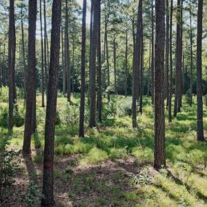 Photo #8 of Off of Lewis Mill Road, Clarksville, VA 2.5 acres