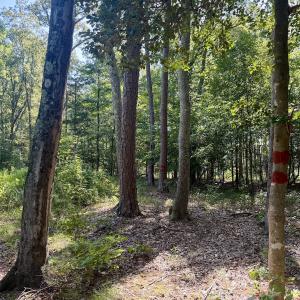 Photo #40 of Off of Lewis Mill Road, Clarksville, VA 2.5 acres