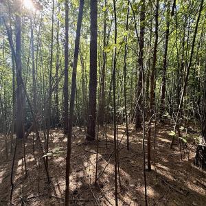 Photo #13 of Off of Piney Grove rd, Kernersville, NC 26.5 acres