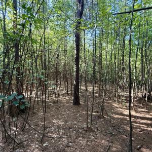 Photo #16 of Off of Piney Grove rd, Kernersville, NC 26.5 acres