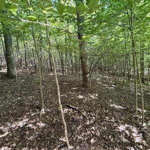 Photo #19 of Off of Piney Grove rd, Kernersville, NC 26.5 acres
