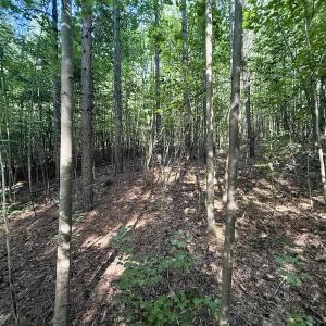 Photo #8 of Off of Piney Grove rd, Kernersville, NC 26.5 acres